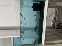 Lepistes Dişi Beta Takaslı