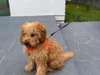 3 aylık eğitimleri tam toy poodle