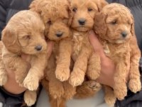 Ankaranın gözde maltipoo bebekleri