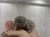 scottish fold yavru