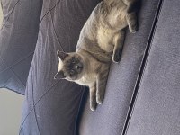Dişi british shorthair kedimize damat adayları arıyoruz