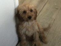 TUVALET EĞİTİMLİ MALTİPOO