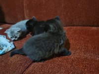 Scottish fold garibanlar yuva bekliyor