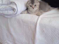 Sevimli oyuncu scottish fold