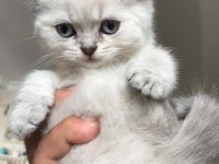 Scottish fold izmir