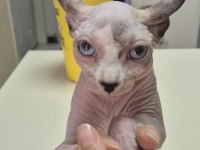 Anne altında safkan elf kulaklı SPHYNX yavrusu