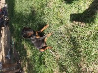 King Doberman Yavrular