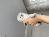 Saf kan anne babadan 1,5 aylık british longhair bebekler