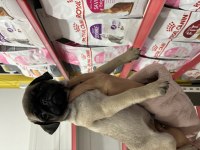 AŞILI ERKEK PUG YAVRU KÖPEĞİMİZ