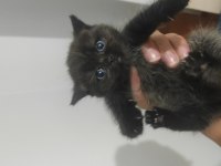 Safkan erkek dişi scottish fold
