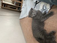 Scottish fold kedim 2,5 aylık
