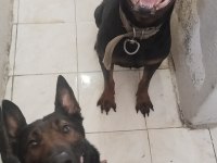Genç malinois dişiler