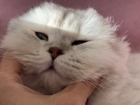 17 Aylık Scottish Fold Erkek