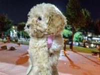 SON KALAN MALTİPOO KIZIMIZ