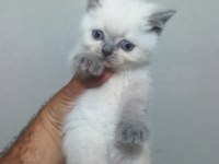 Gerçek Bir Dost Kediyse Tamda Doğru Yerdesiniz
