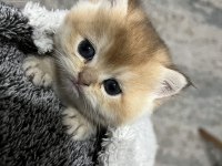 British Golden Shorthair Yavrularımız