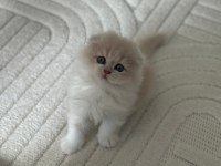 Scottish Fold Yavru