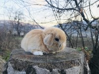 Mini lop tavşanı bebeklerimiz