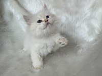 Şampiyon Kan Hattından Brıtısh Longhaır By1133 Erkek