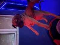 Anne pug baba alman kurdu 3 aylık erkek köpek