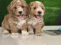 Üst kalite maltipoo