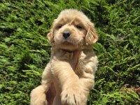 Baby face golden retriever bebeklerimi