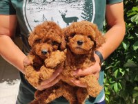 Peluş toy poodle ayıcıklarım