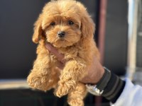 Petmode köpek çiftliğinden kore maltipoo yavrular