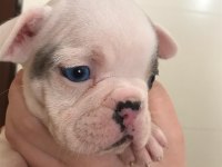 5 erkek yavru french bulldog sahiplenilmeyi bekliyor