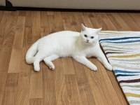 British shorthair Bulutuma yeni yuva aranıyor