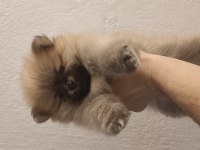 60 günlük pomeranian yavrular iç dış paraziti yapıldı