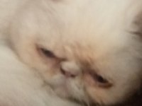 Bir buçuk yaşında erkek dokuz aylık dişi exotic shorthair