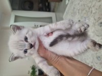 Scottish fold ve british bebekler