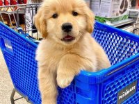 Üretim Çiftliğinden Golden Retriever Yavrular