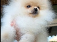 6 aylık erkek micro boy pomeranian boo