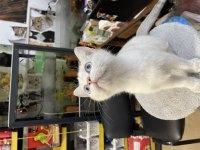 British Shorthair Yavrumuz