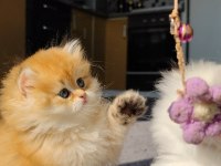 Full şecereli erkek british longhair yavruya yuva arıyorum