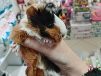 yavru ve yetişkin guinea pig