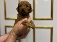 Erkek 3 aylık tam bir bebek poodle düşünenler için fırsat