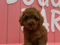 KIVIR KIVIR POODLE YAVRULARIM ÖMÜRLÜK AİLESİNİ ARIYOR