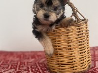 Teacup yorkie baby