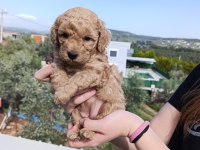 TOY POODLE SAFKAN YAVRULAR İZMİR