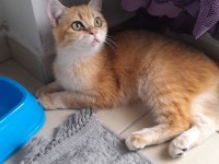 7 aylık dişi british longhair
