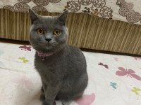 Acil sahiplendirilecek british shorthair