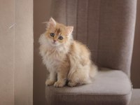 British longhair açıklamayı okuyun 2