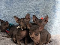 Naked Beauty Sphynx