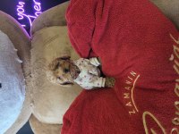 WC EĞİTİMLİ YAVRU TOY POODLE