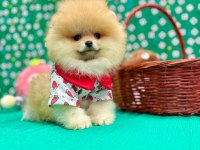 Pomeranian yavrular