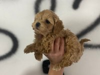 MALTİPOO CAN DOSTLAR EV DOĞUMLU