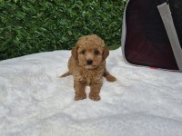 Aşılı Mikroçipli Maltipoo Yavrularımız